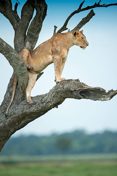 istock Lioness sitting in an Acacia tree, Masai Mara, Kenya 182060232
