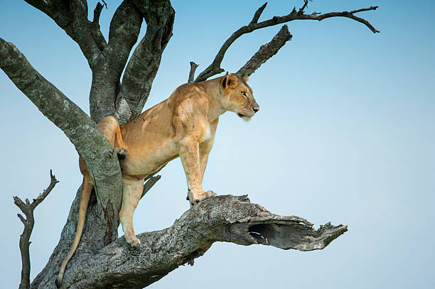 lioness