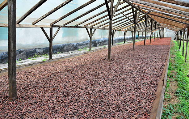 cocoa beans drying naturally in a greenhouse