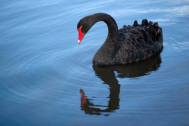 swan - black swan stock-fotos und bilder