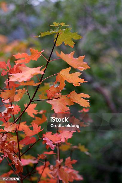 Frühen Herbst Farben Stockfoto und mehr Bilder von Ahorn - Ahorn, Ahornblatt, Ast - Pflanzenbestandteil