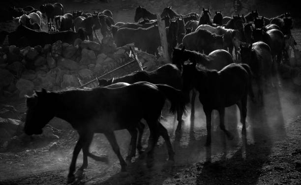 istock Herd of horse 182060522