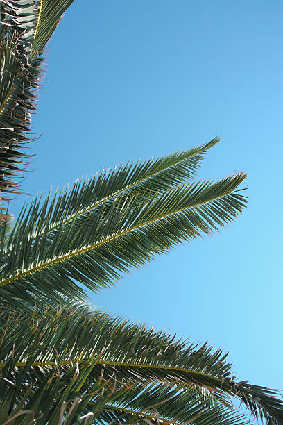 istock Palm trees close up against a blue sky. 182060570