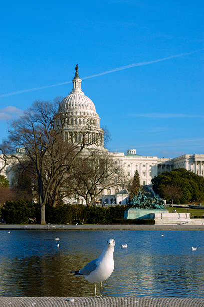 istock US capital building and a bird 182060672