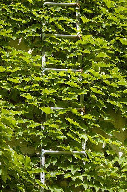 istock Ivy climbs up a ladder 182060712