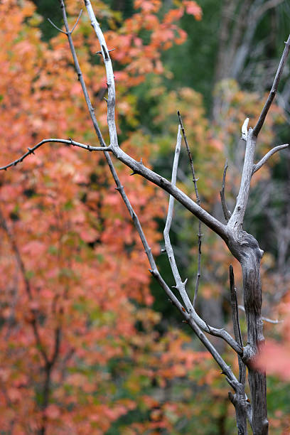 Autumn Trees stock photo