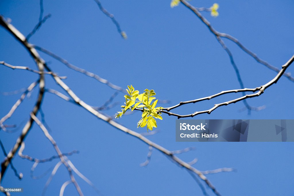 Fleur de printemps - Photo de Angle libre de droits