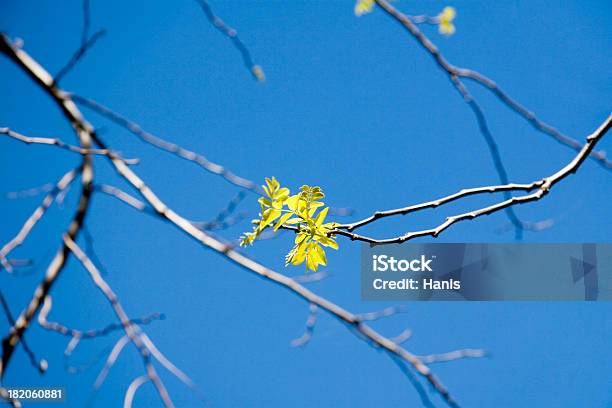 Foto de Flor De Primavera e mais fotos de stock de Alegria - Alegria, Amarelo, Azul
