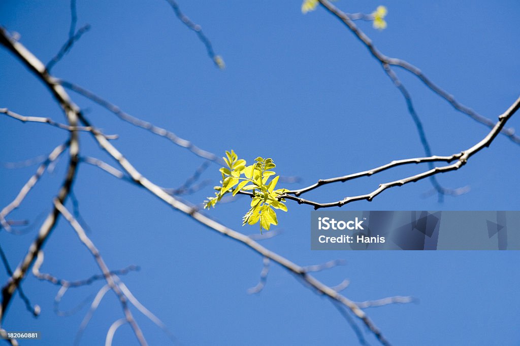 Весенний цветок - Стоковые фото On top of the world - английское выражение роялти-фри