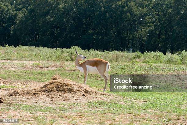 Foto de Feminino Antílopenegro Antílope Noivos Própria e mais fotos de stock de Animais em Extinção - Animais em Extinção, Animal, Antilope Cervicapra