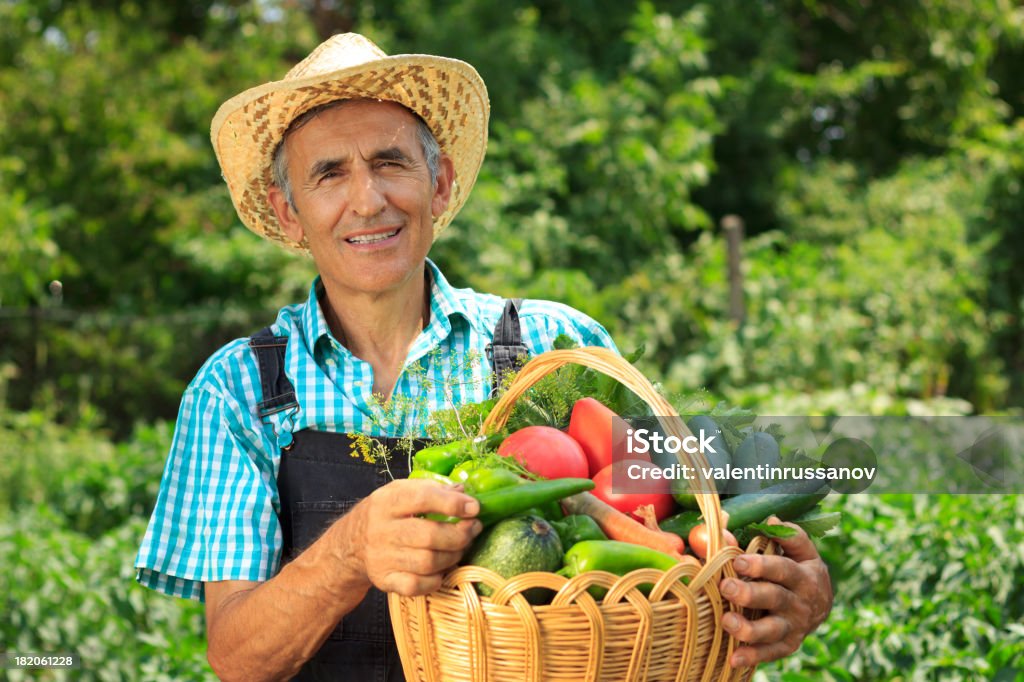 Agricoltore prelievo verdure - Foto stock royalty-free di Agricoltore