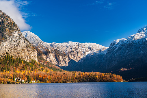 sunny day with blue sky some snow in the mountains and autumn leaf colored larch trees at lake Hallstatt in Austria