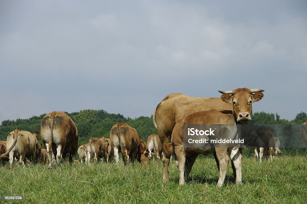 Grupo de vacas - Foto de stock de Alimentar royalty-free