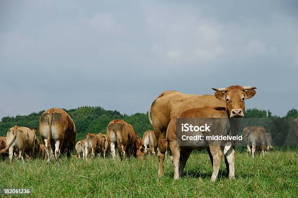 Foto de Grupo De Vacas e mais fotos de stock de Alimentar - Alimentar, Animal, Animal de Fazenda