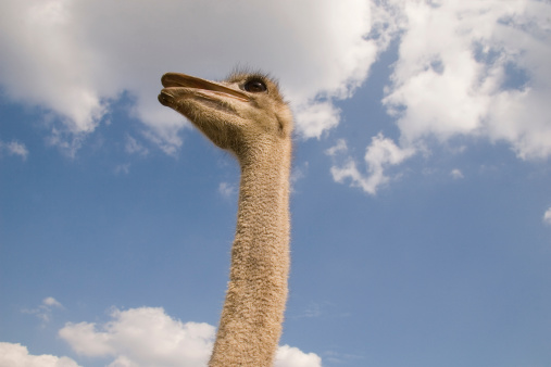 This ostrich stands heads above the rest with his head in the clouds