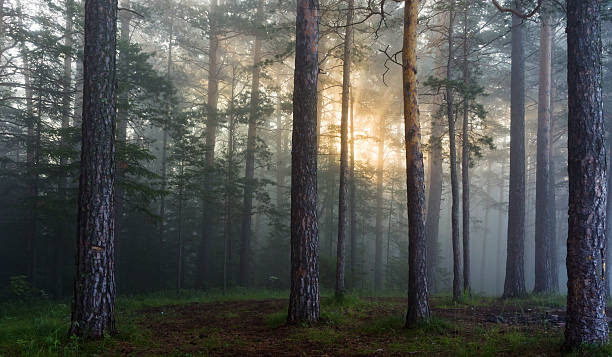 Słońcem w pine forest – zdjęcie