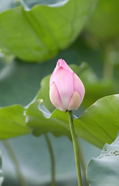 istock close up of Lotus 182061534