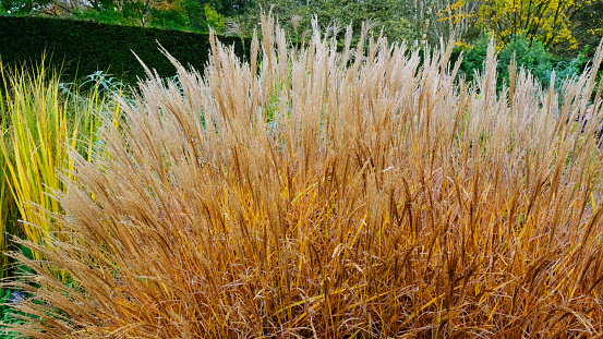 Miscanthus Sinensis in autumn