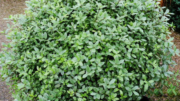 Pittosporum Tenuifolium