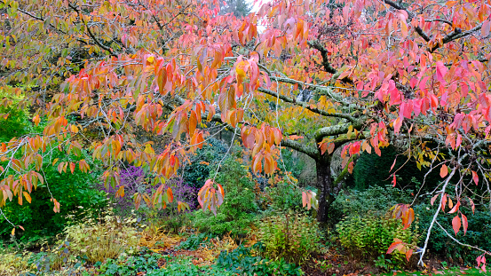 Mature colourful garden border in autumn with Prunus \