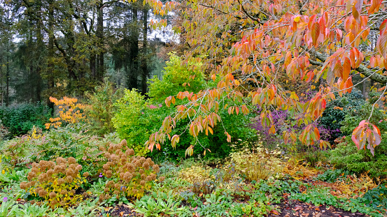 Mature colourful garden border in autumn with Prunus \