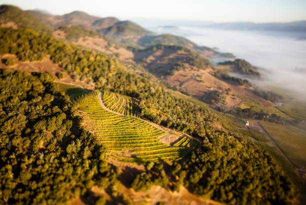 veduta aerea di vigneti napa valley e - vineyard napa valley field in a row foto e immagini stock