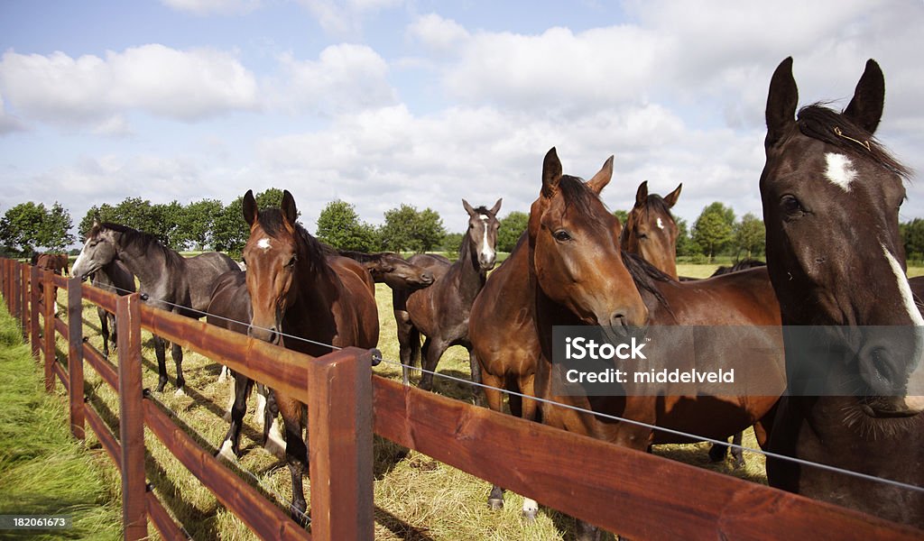 Los caballos - Foto de stock de Granja libre de derechos