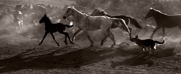 istock Herd of horse running 182061683