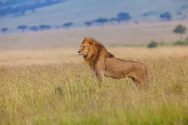 Male lion standing on a hill in  the savanna Masai Mara Kenia.