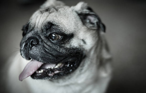小さなパグ子犬犬の顔に面白い - dog overweight pleading begging ストックフォトと画像