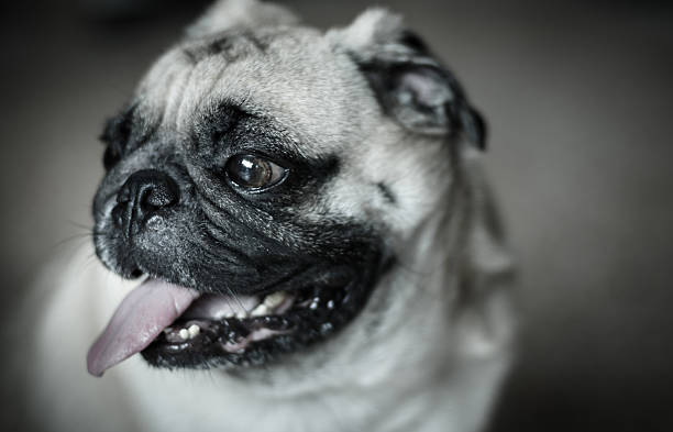 pequeno cão pug cachorrinho com cara engraçada - dog overweight pleading begging imagens e fotografias de stock