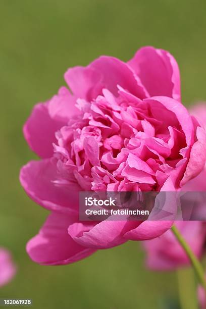 Rosa Pfingstrose Stockfoto und mehr Bilder von Blume - Blume, Blüte, Fotografie