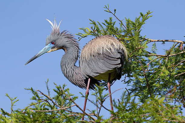 Tricolored Heron in treetop A Tricolored Heron looks down from perch in a tree in early morning light. tricolored heron stock pictures, royalty-free photos & images