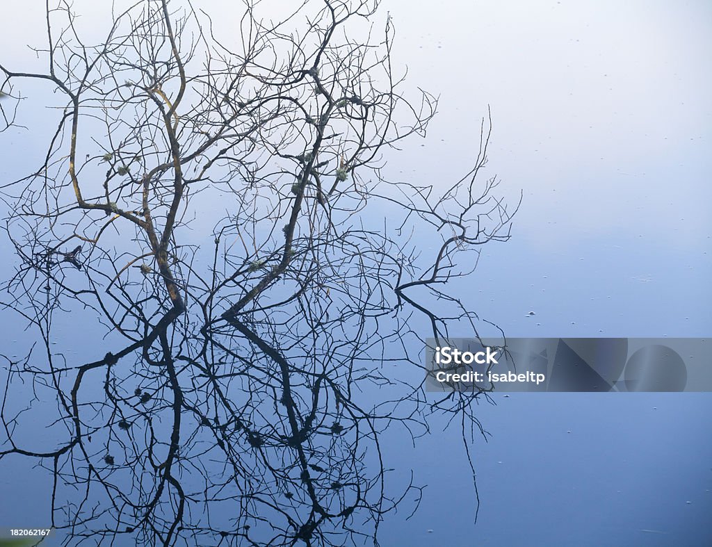Twice Branches and their reflections on the calm misty waters of a lakeEarly morning on the lake Backgrounds Stock Photo