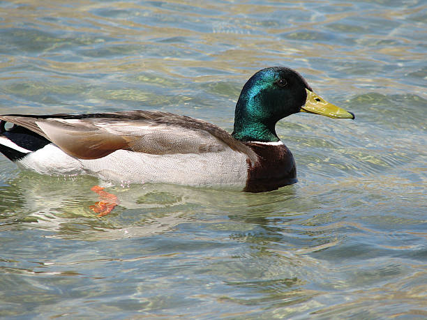 Duck stock photo