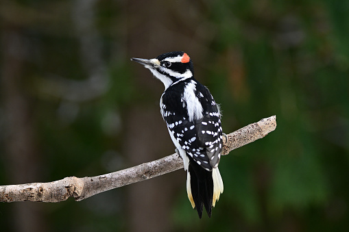 Close up of a male Hairy Woodpecker perched on a branch at edge of forest