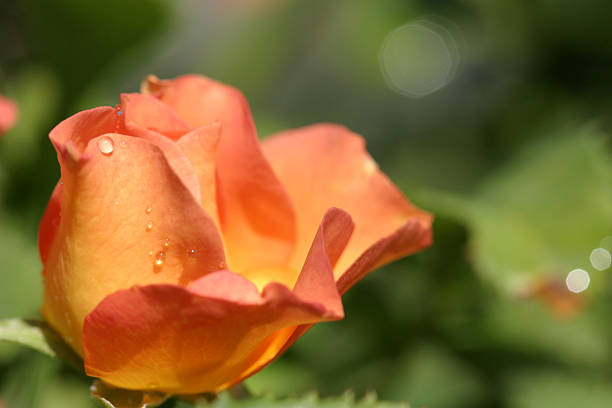 A Morden Sunrise Shrub Rose beginning to open in the morning sunlight.