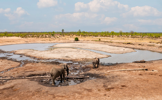 Elephants at a waterhole in Zimbabwe Hwange National Park