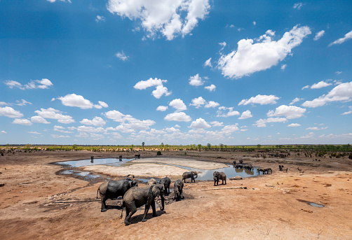 Elephants at a waterhole in Zimbabwe Hwange National ParkZimbabwe