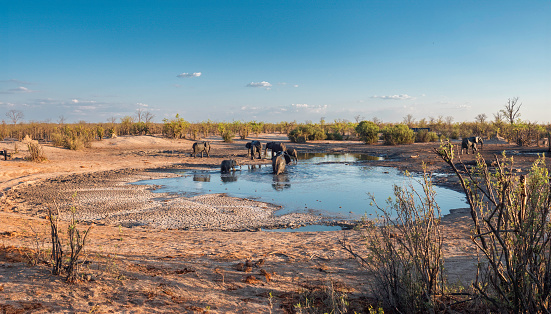 Elephants at a waterhole in Zimbabwe Hwange National Park