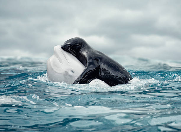 süße umarmungen - beluga whale stock-fotos und bilder
