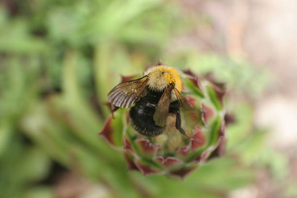 bourdon et sempervivum - soboliferum photos et images de collection