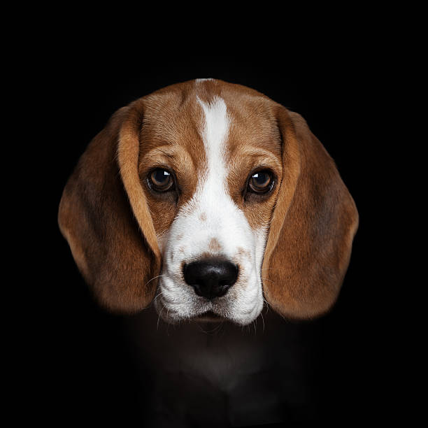 retrato de doce de beagle cachorrinho, isolado no fundo preto - obedience pets loneliness looking at camera - fotografias e filmes do acervo