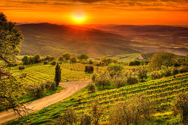 paysage de la toscane avec des vignobles au coucher du soleil, la région de chianti, val d'orcia - val dorcia photos et images de collection