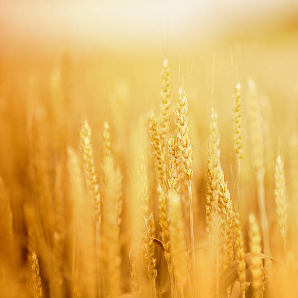 campo de trigo - golden wheat imagens e fotografias de stock