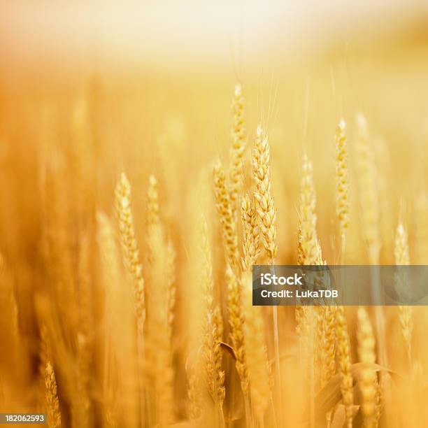 Campo De Trigo - Fotografias de stock e mais imagens de Trigo - Trigo, Campo agrícola, Plano de Fundo