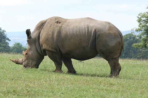 Rhino Side View stock photo