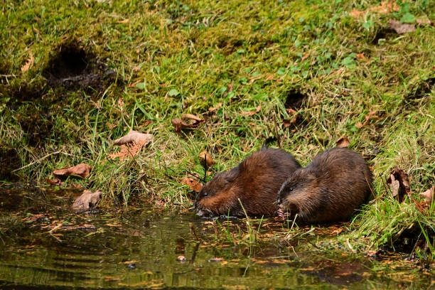 Two Muskrats eating along edge of pond Close up of a male and female muskrat at the waters edge eating the grass along the edge of a pond ondatra zibethicus stock pictures, royalty-free photos & images