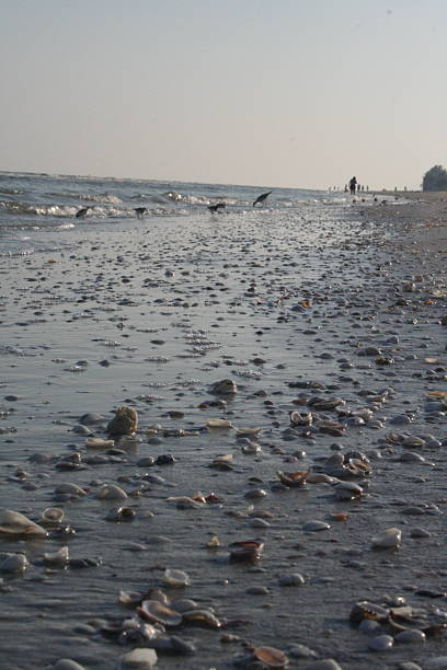 Muscheln und Vögel am Strand – Foto