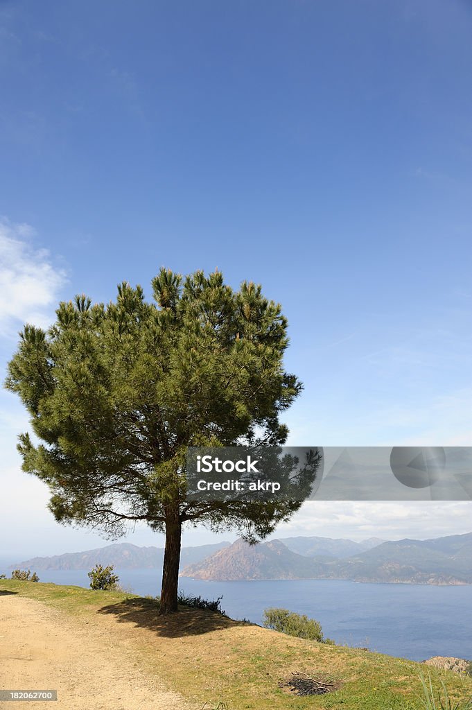 Pine Tree acima do Mar Mediterrâneo, Córsega - Foto de stock de Arbusto royalty-free